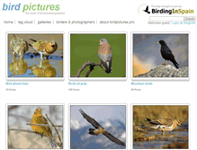 Tablet Screenshot of birdpictures.pro